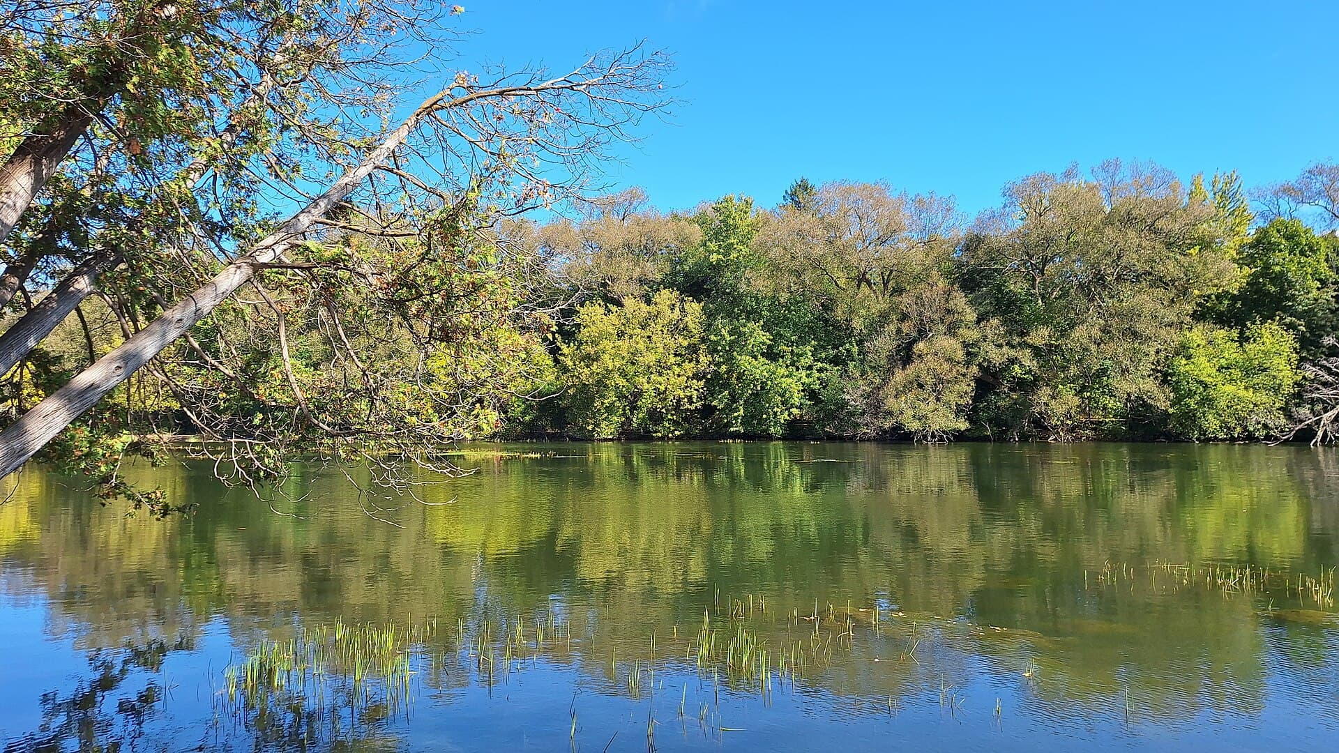 The Speed River in summer at Riverside Park, Guelph, lined with trees reflected in calm water